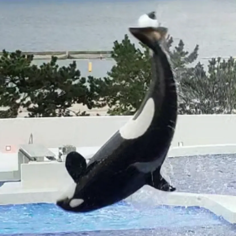 ターシャ