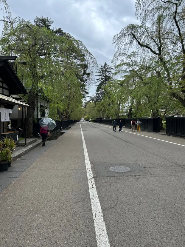 角館の枝垂れ桜