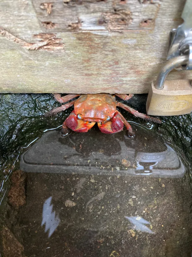 鹿児島県の海が近い神社にカニがいた笑
