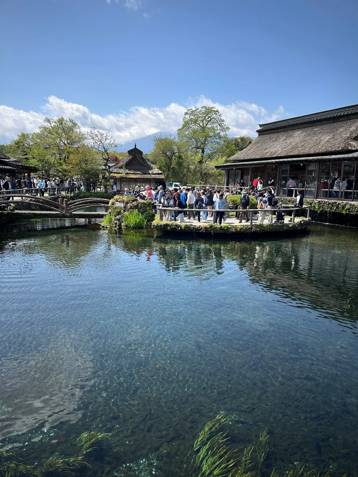 山中湖から河口湖に向かう途中で寄ってみました。観光客が多いですが、池が分散いるので散歩がてらのんびり回れます。