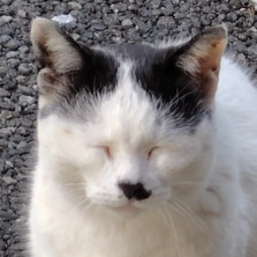 にゃーぐる