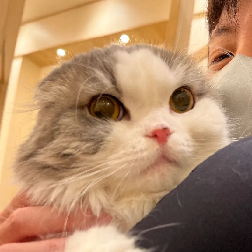 だいごろうまま
