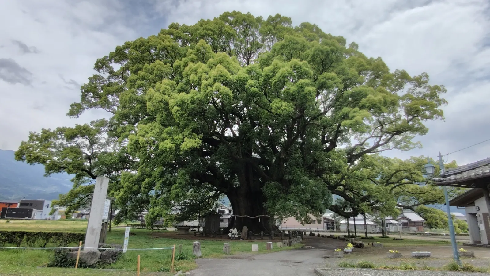 徳島県　加茂の大クス