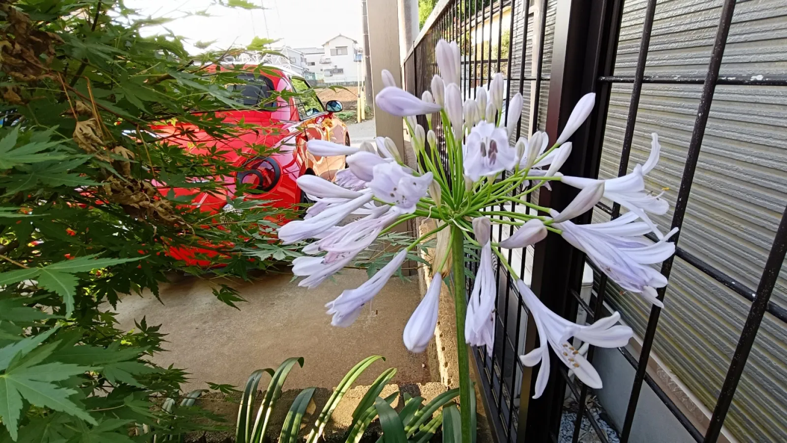 何の花だろう？
これも勝手に咲いてました