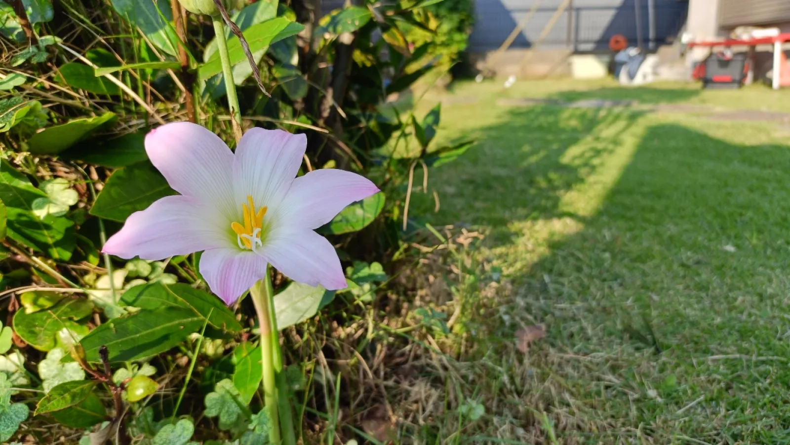 庭がボサボサだったので暑いですが、気合いを入れて芝刈りです
庭の隅に勝手に咲いてました...