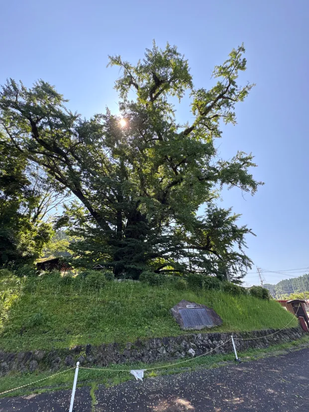 下城の大イチョウ