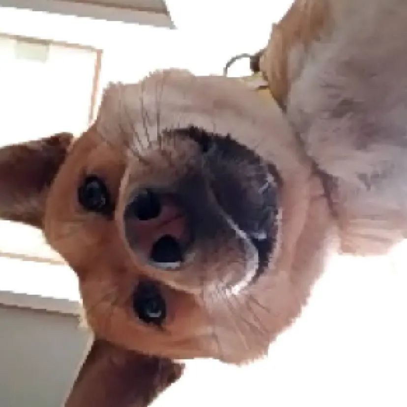 にーむ