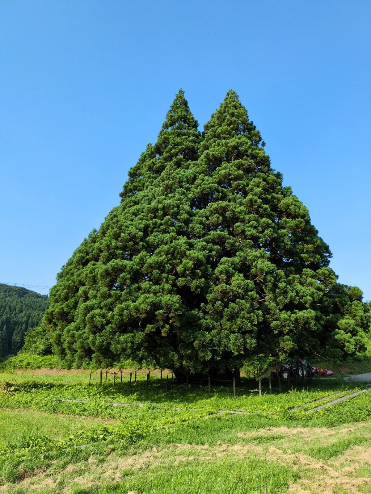 小杉の大杉にて