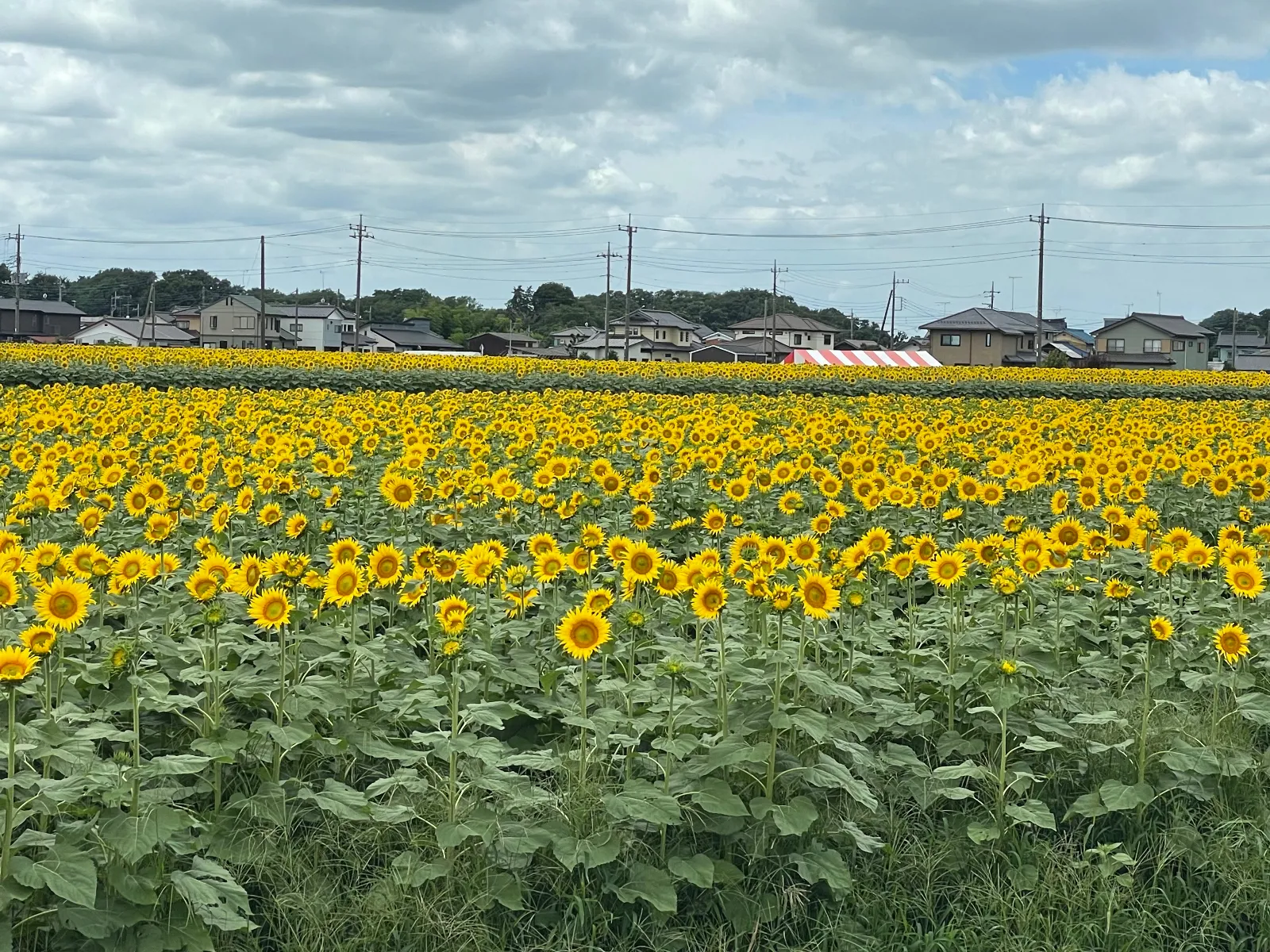 野木町の夏を彩る「ひまわりフェスティバル」が7月19、20日の両日、野木第二中南側の特設会場で開かれる。約４ヘクタールの敷地に「ハイブリッドサンフラワー」「サンマリノ」など４種類、計30万本以上が見頃を迎えている。