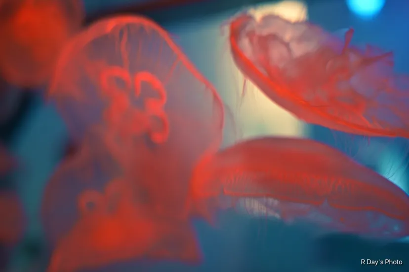 海月