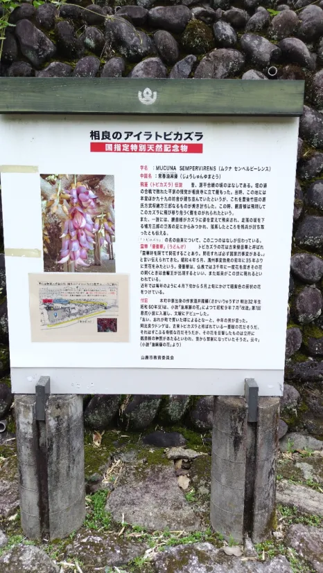 アイラトビカズラ