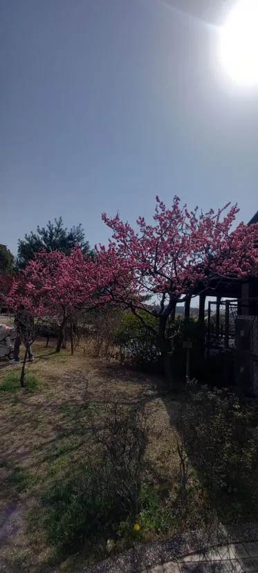 佐布里池梅林