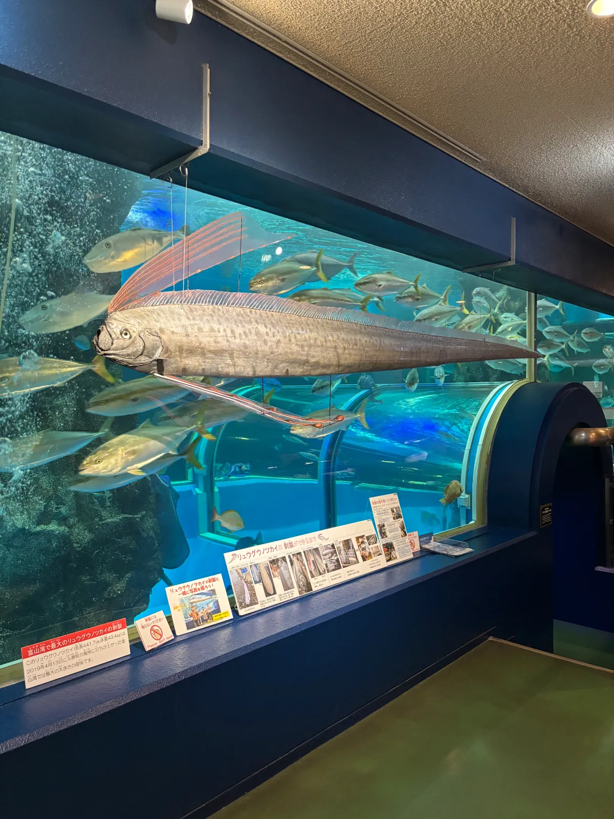 富山県の魚津水族館にいってきました。リュウグウノツカイの模型や、水槽内トンネル、ペンギン、オットセイなんかもいっぱいいました。大きい水族館ではありませんが、とても楽しい思い出になりました。海にも近いので、海を見ながらゆっくりできました。午後が空いていておすすめです。