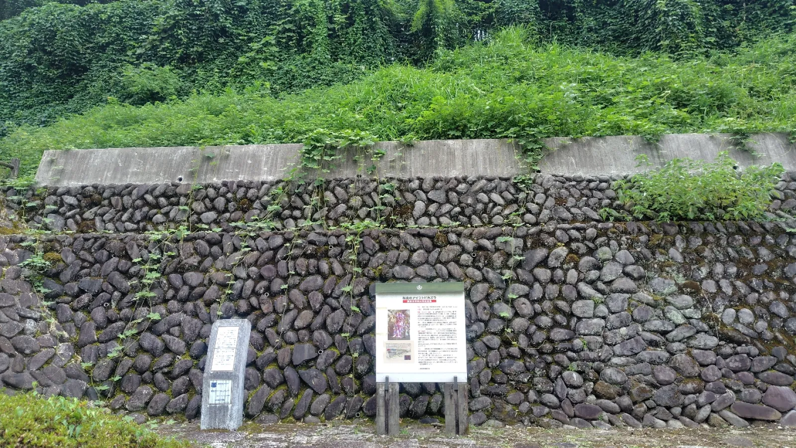 相良のアイラトビカズラ！
8月上旬に行ったので、残念ながら花はつけていませんでしたが、4月下旬から5月上旬かけて、暗紫色の房状の花をつけるそうです。
街中から少し離れているので、静かなドライブにぴったりの場所です！近くにワイナリーもあるので、ドライブにもぴったりですね！
次は花をつけている時に来てみたいです。