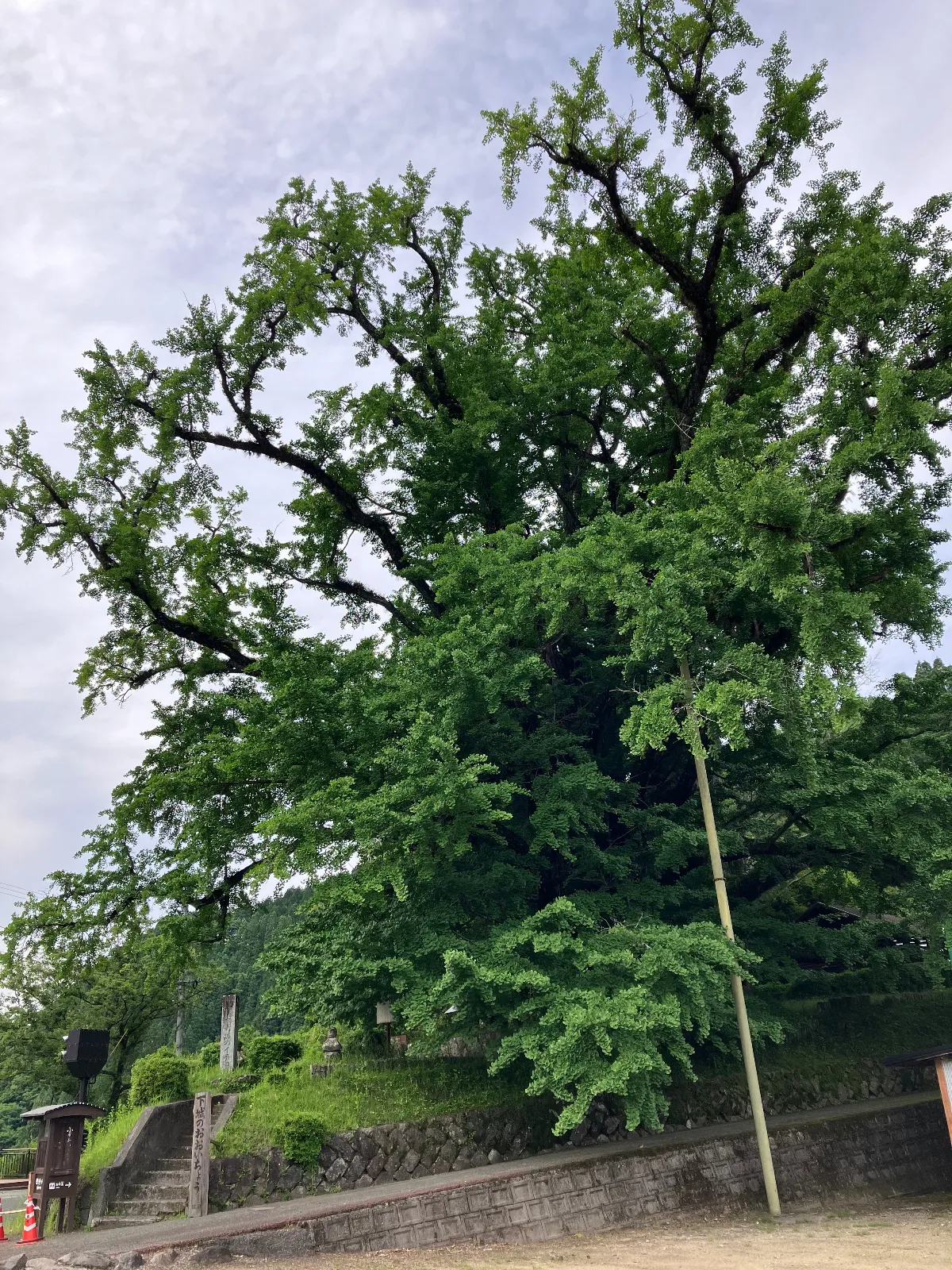 正直に言うとスタンプラリーをきっかけに訪れましたが、ものすごい迫力ある大木。
イチョウが色づく時期にまた訪れたいと心から思いました。
イチョウの大木を上に上がれば近くで観ることもできました。
本当に行けて良かった。地元では有名なのでしょうか？私としては穴場でした。