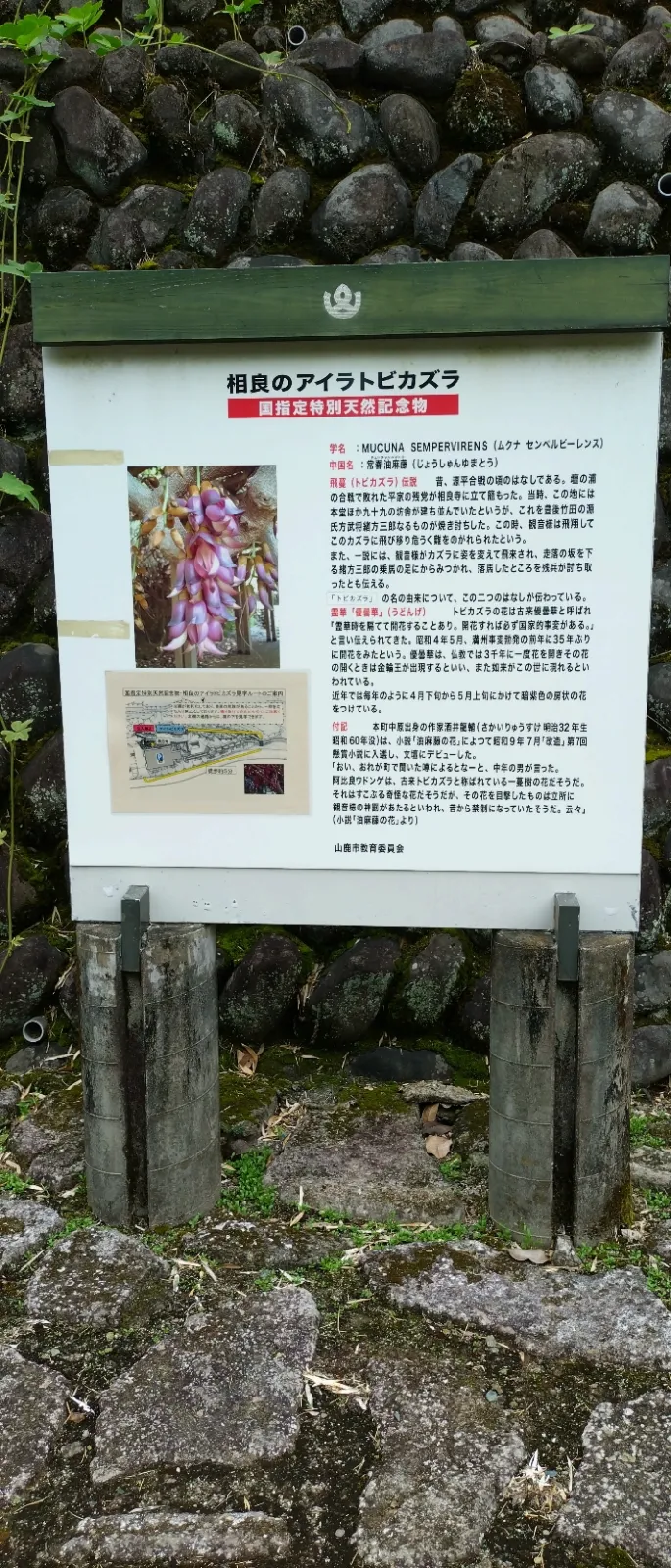 相良観音にアイラトビカズラを見に行きました。
残念ながら時期が違ってて写真2枚目のように他の葉っぱやツルなどで覆われて見れませんでした。しかし、帰り道で（写真3枚目)かわいいネコの親子と遭遇しました。人慣れして少しだけ癒やされました。また、春になったら訪れたいです。