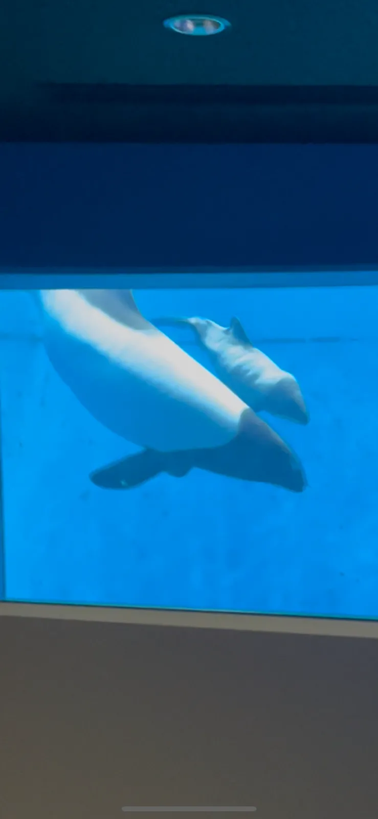うみの杜水族館の年パスを持っている私。カメラが趣味なので写真を撮りによく行くのですが、イロワケイルカの2匹は一眼レフが好きなようで、一眼レフを持っていると目の前で止まって不思議そうに見てきます。
そんなイロワケイルカのセーラがお母さんになりました！
宮城に移住してきてずっと見てきた2匹だったので感慨深いものがありますね…
セーラおめでとう！頑張ったね！