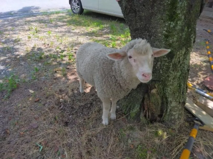 小動物とのふれあい