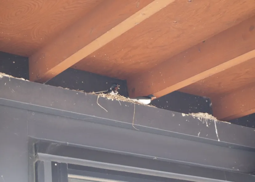 うじゃうじゃツバメ