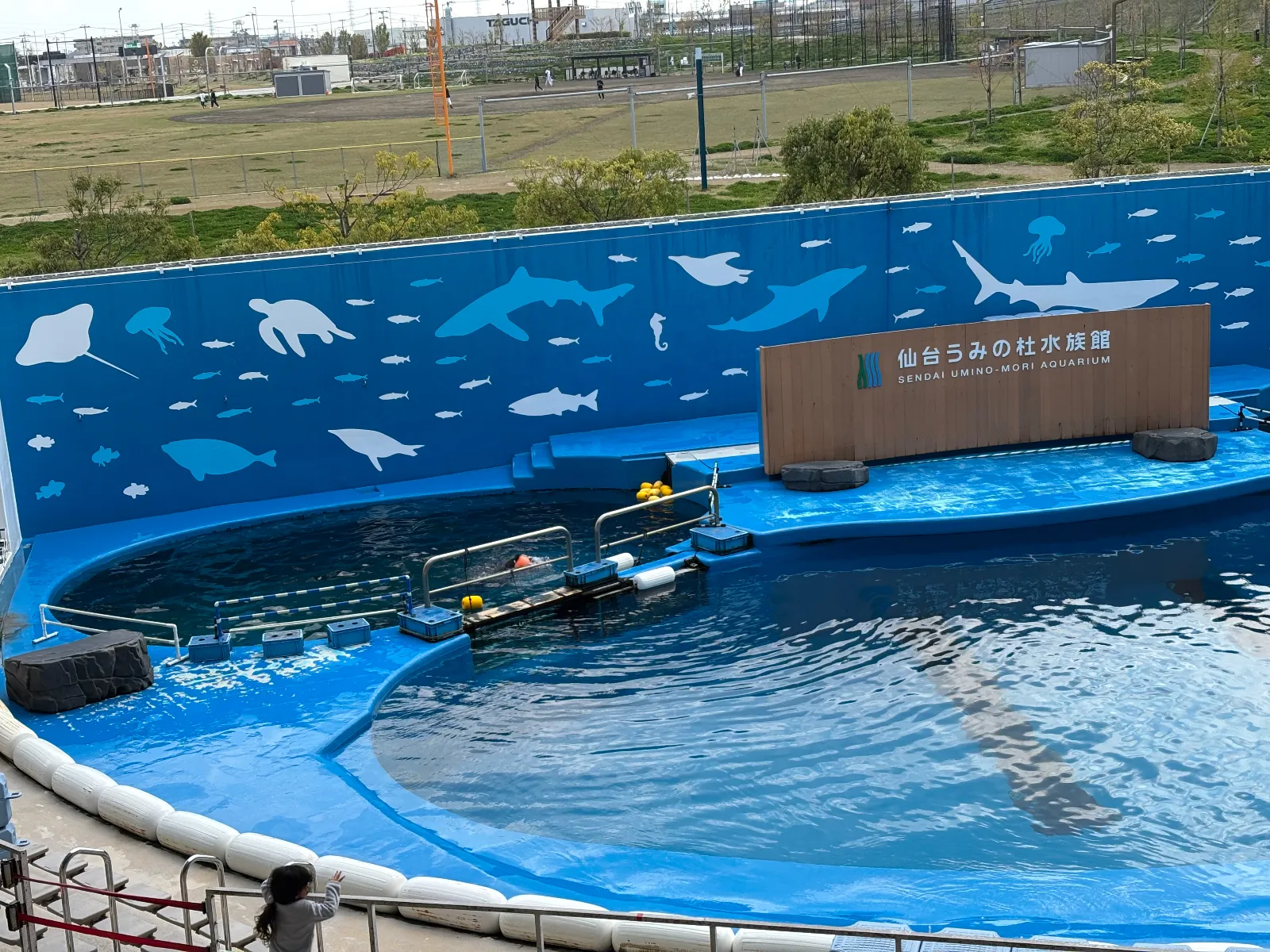 東北で1番大きな水族館です。
各種イベントありますが、タイムスケジュール確認しておかないと空っぽのプールを観ることになることもあり。
でも最後にペンギンエリアで癒されました☺︎
チケットはお得なドリンク付き前売り券があったので、途中でコンビニで購入しました。
すぐとなりには無料の大型遊具があり、子ども達をヘトヘトにさせるにはもってこいの場所です。