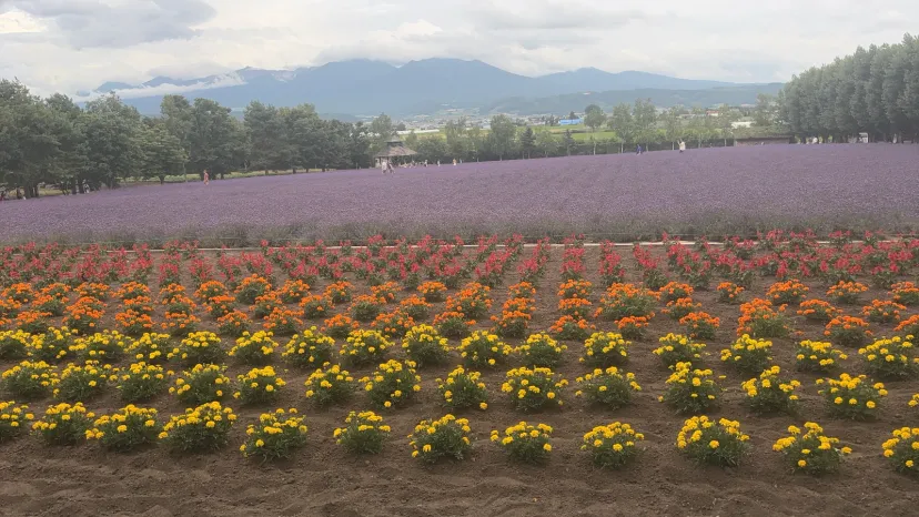 ファーム富田