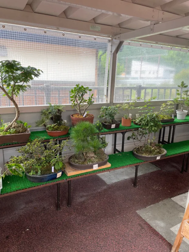 山野草もあります