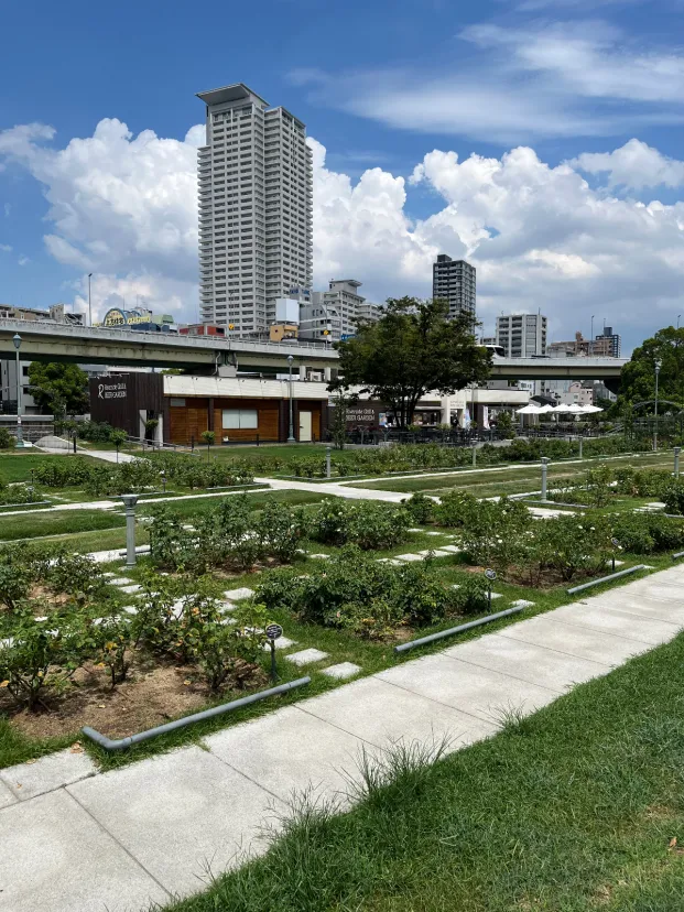 バラの季節に💐