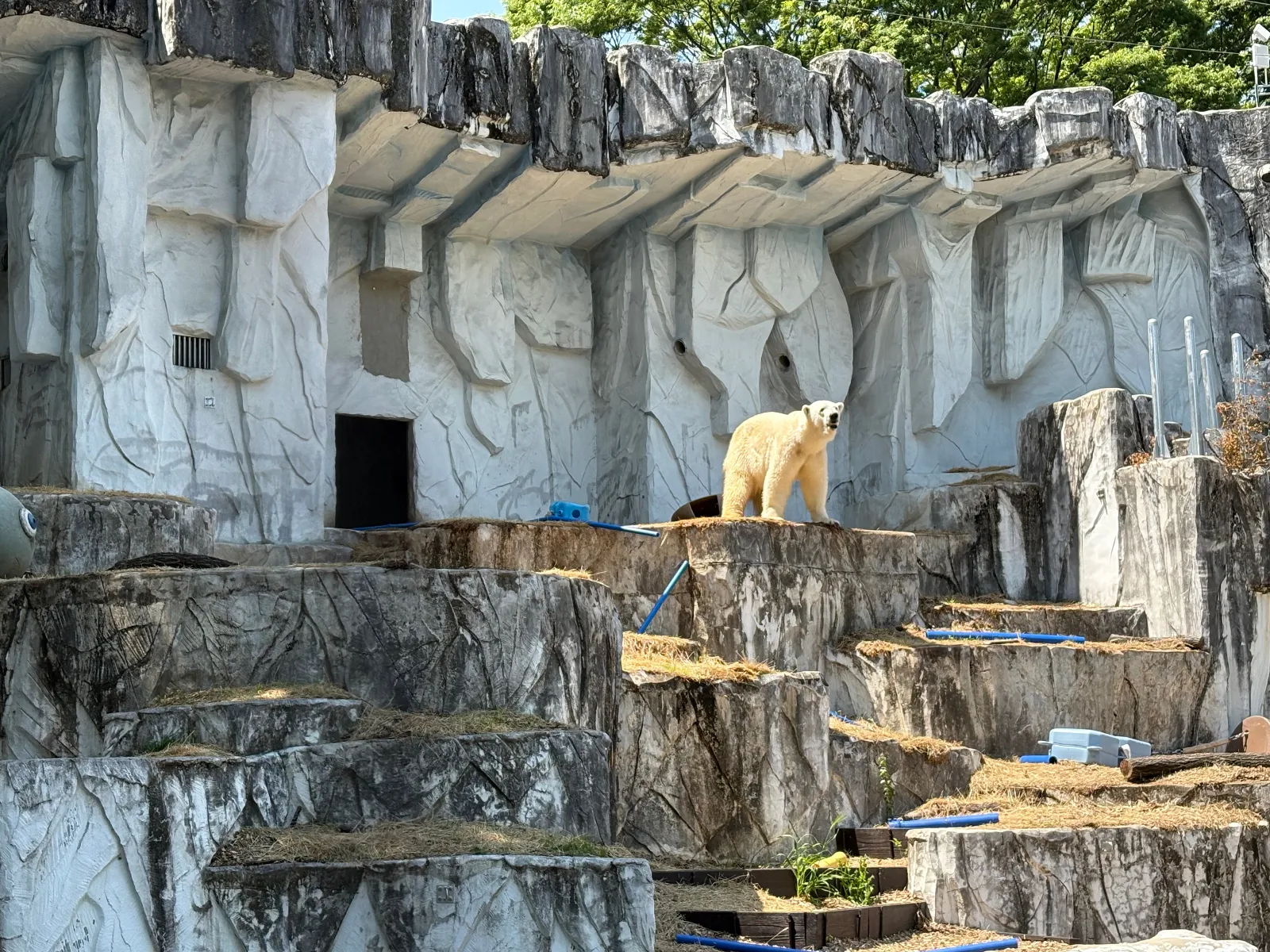 東山動物園のシロクマを初めて見ました。その存在感に圧倒されました。大きな体なのに動きはどこかのんびりしていて、見ているだけで自然と笑顔になります。ゆっくり歩いたり、遠くを見つめてぼーっとしている姿が本当に可愛くて、「今何を考えてるんだろう？」と想像してしまいます。何時間でも見ていられる、癒しの存在です。