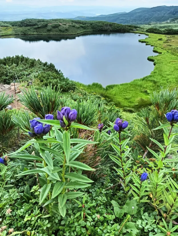 旭岳ロープウェイ　遊歩道