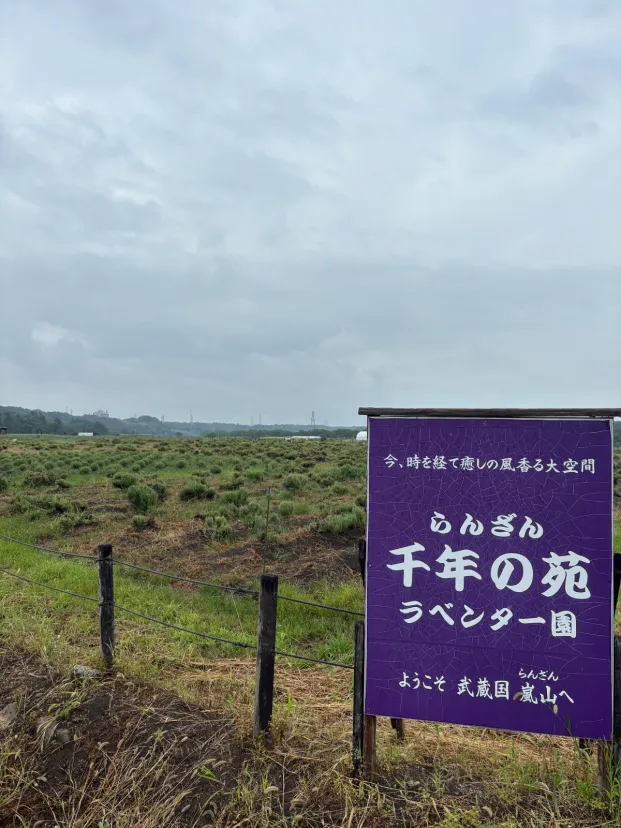 ラベンダーの時期っていつだろ？