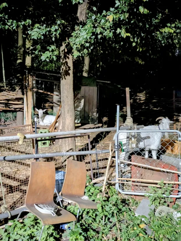 開花時のみ開園