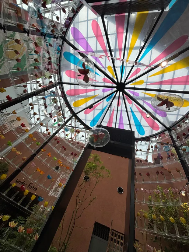 富山のチューリップ