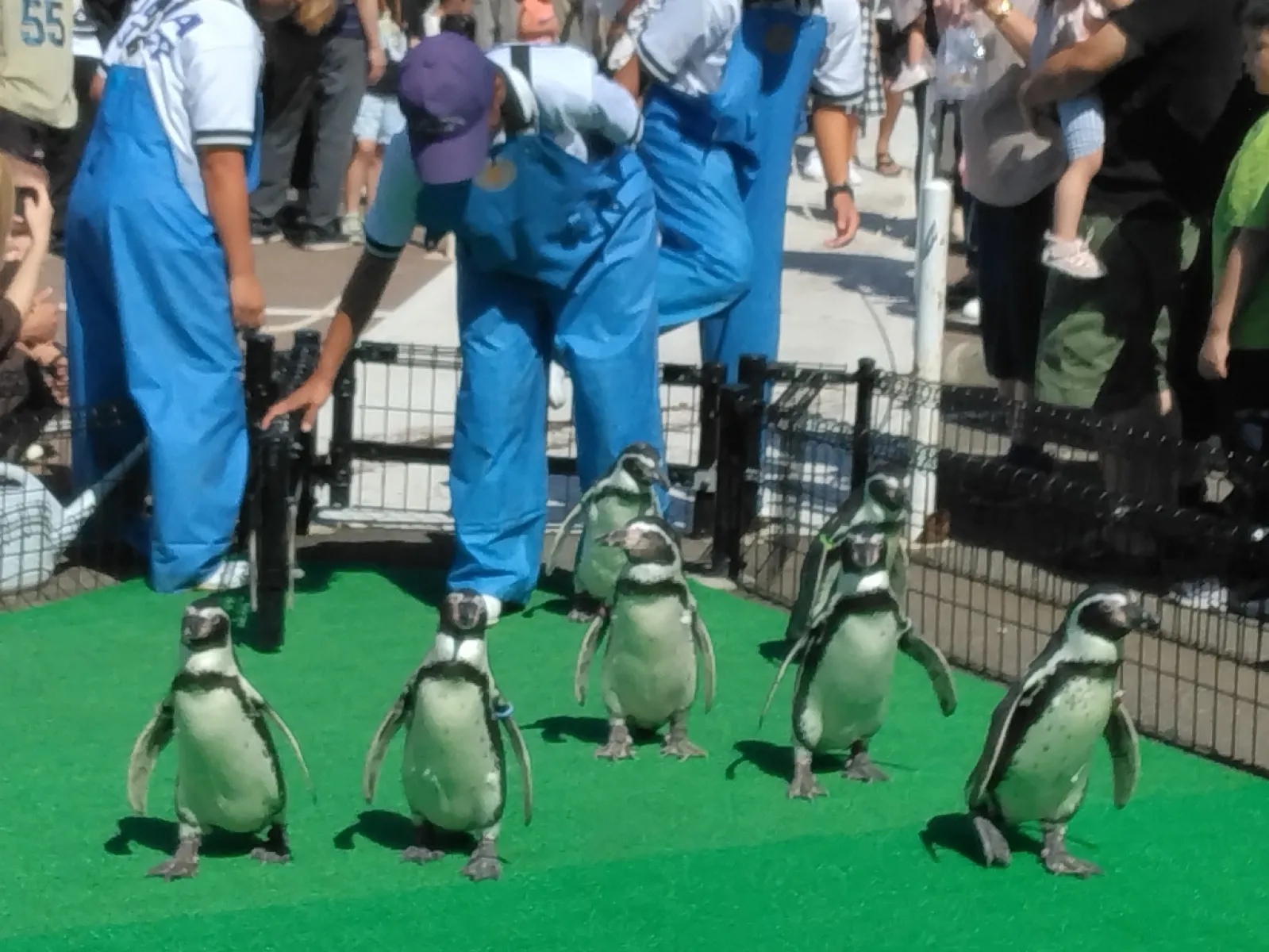 越前松島水族館は福井県坂井市三国町にある「見て・触れて・楽しく遊べる」体験型の水族館です。
イルカショーやフンボルトペンギンのお散歩、サメや巨大なミズダコ、ドクターフィッシュやアザラシなどに触ることができました。
規模は小さいですが、内容盛りだくさんで子供から大人まで楽しめます。