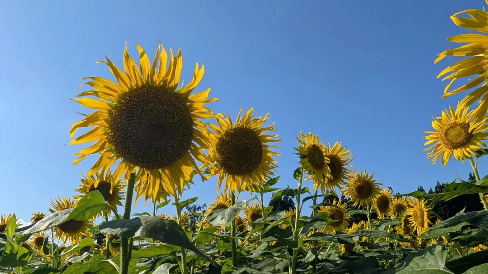 2025.10.1 
満開です。人も少なくて穴場スポット🌻