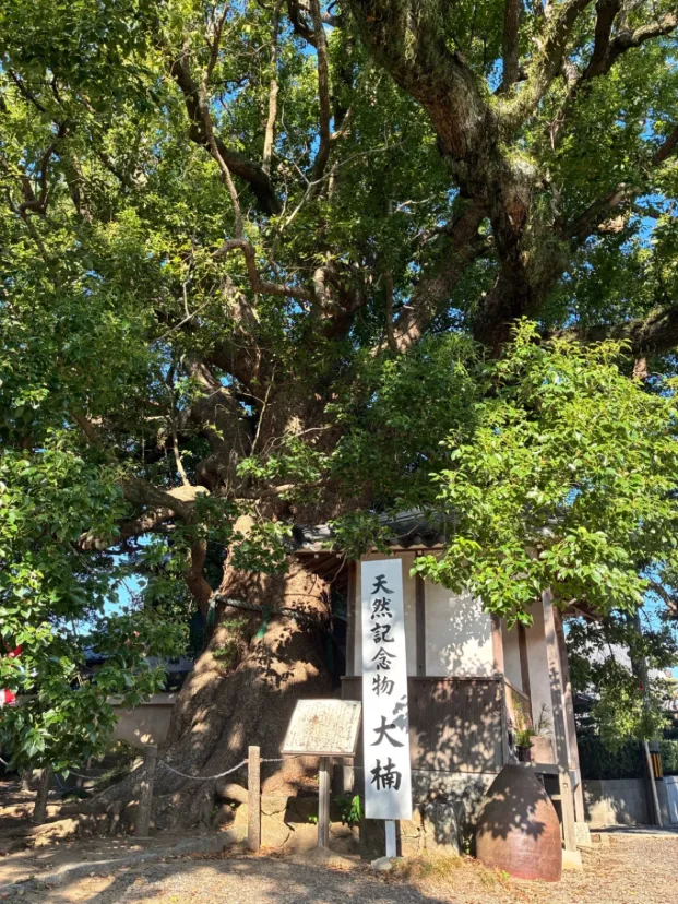 ガン封じ寺（無量寺）で大楠見て来ました