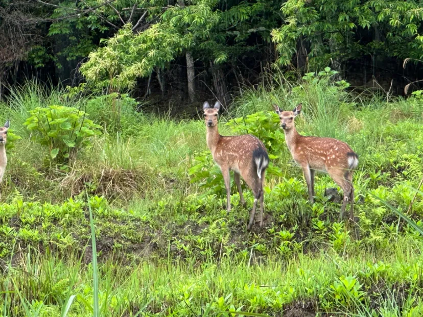 キャンペーン中出会った動物たち