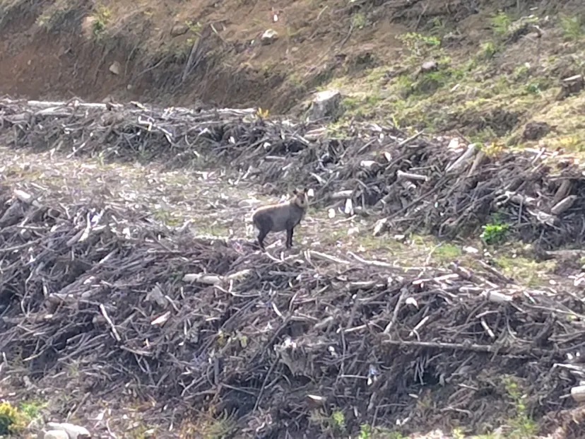 ニホンカモシカ