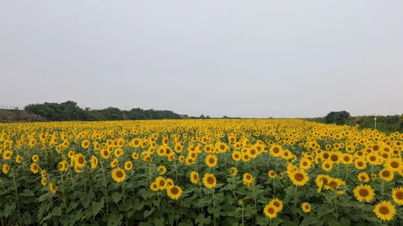 今年最後のひまわり🌻