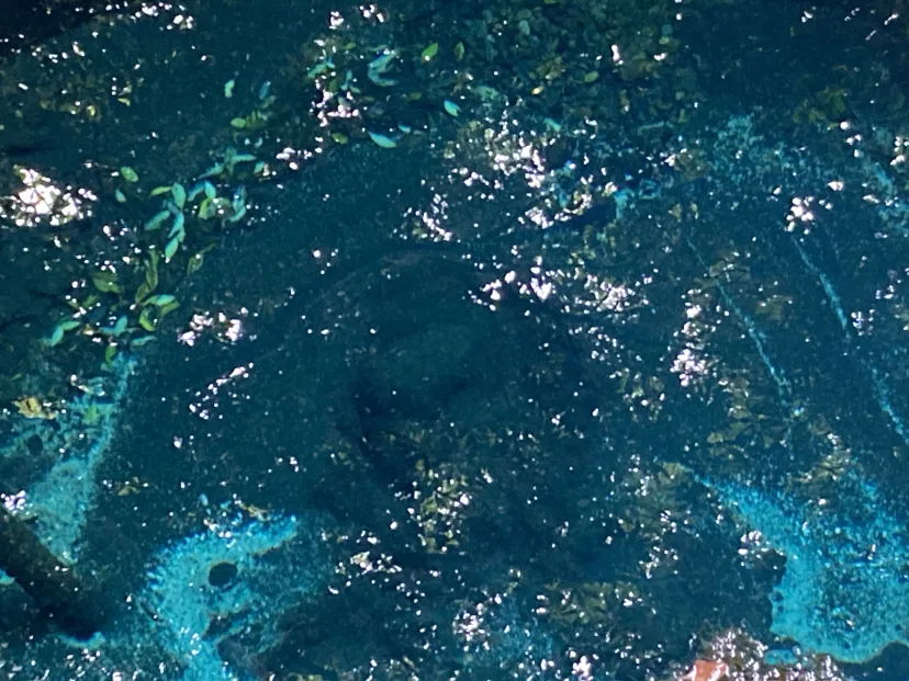 ND 柿田川湧水　東洋一