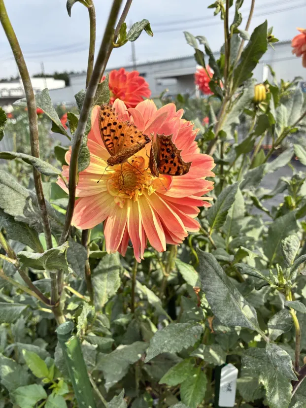 最終日のダリア