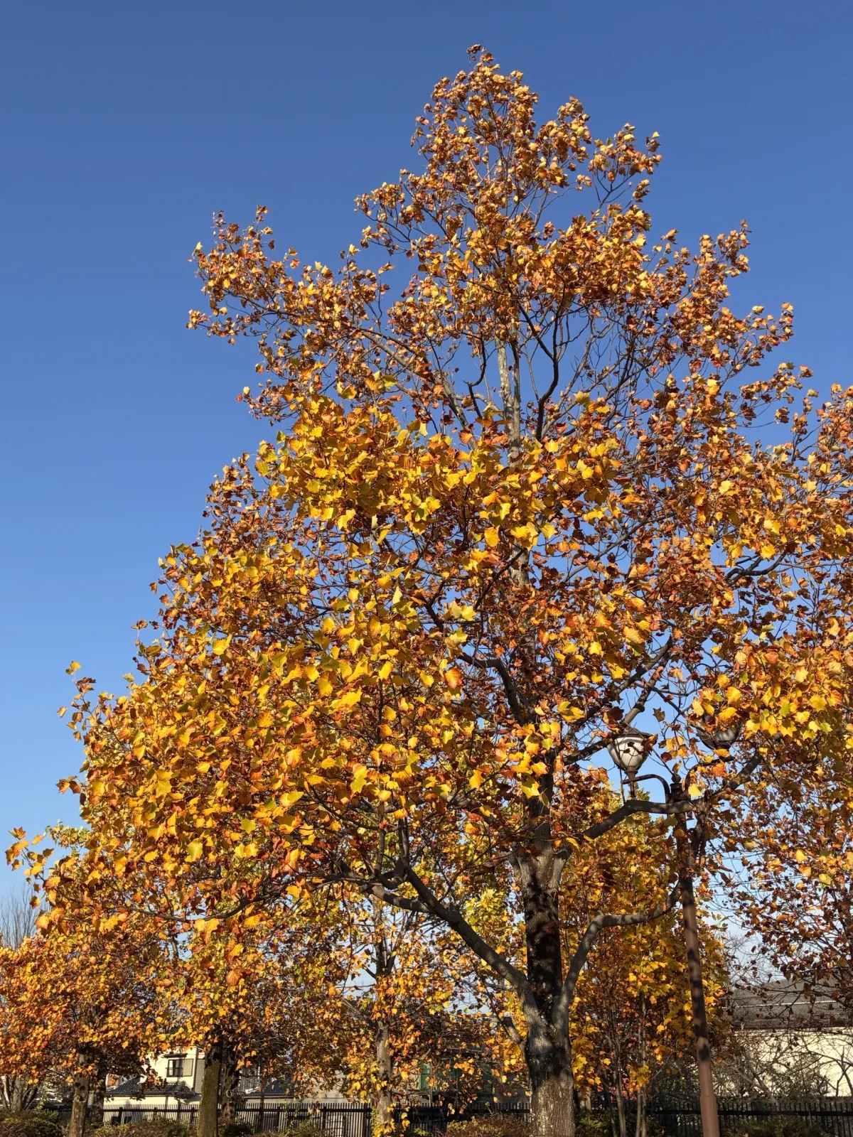 紅葉そろそろ終わりそうです
