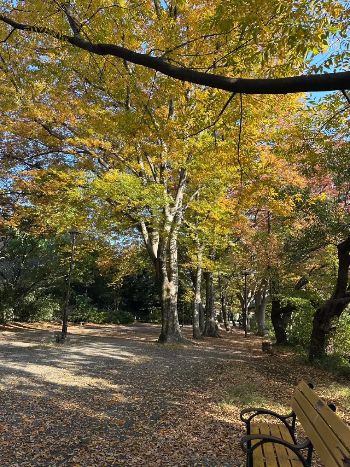 ドライブキャンペーンの第二弾が始まりましたね。とりあえず近所の井の頭公園で初ポイントゲット！ちょうど紅葉が綺麗でした😍