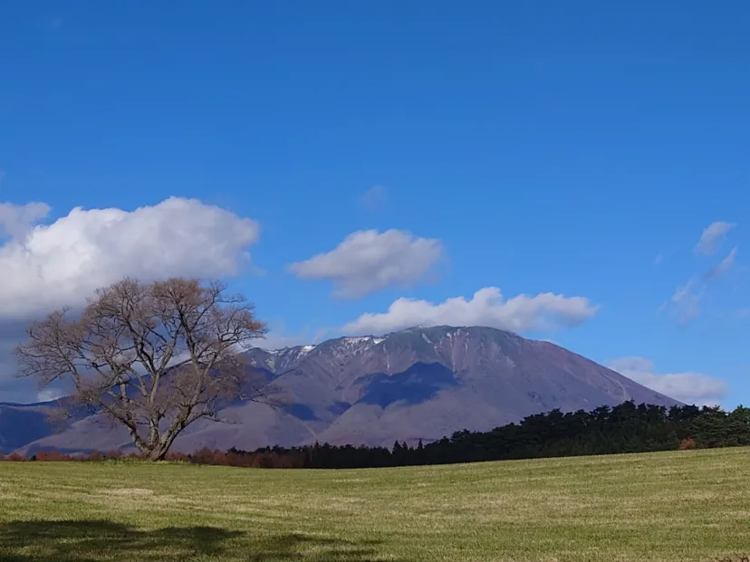 小岩井の一本桜
