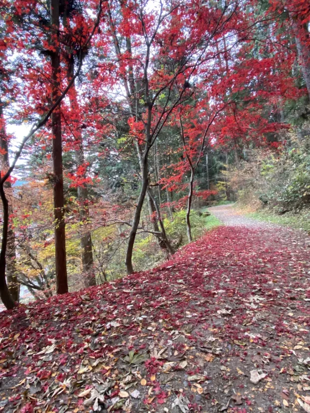 🍁城山公園🍁
