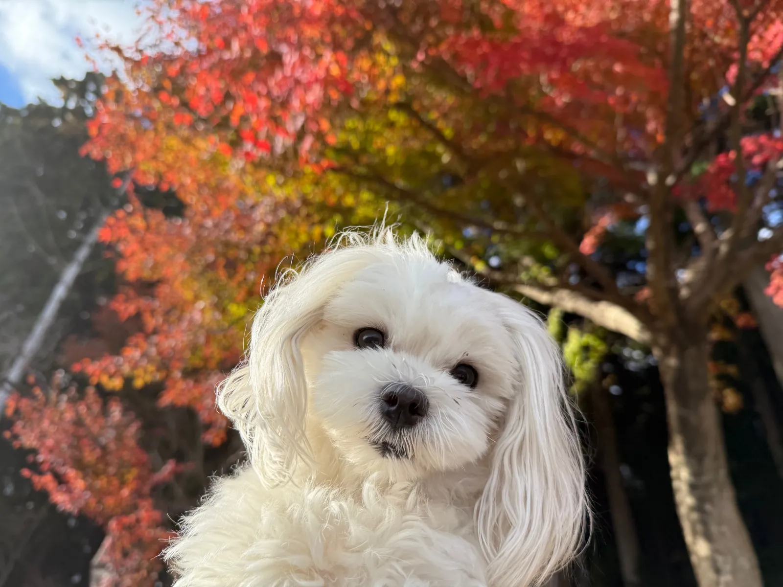 四日市の水沢町へもみじ狩りに行って来ました🐾