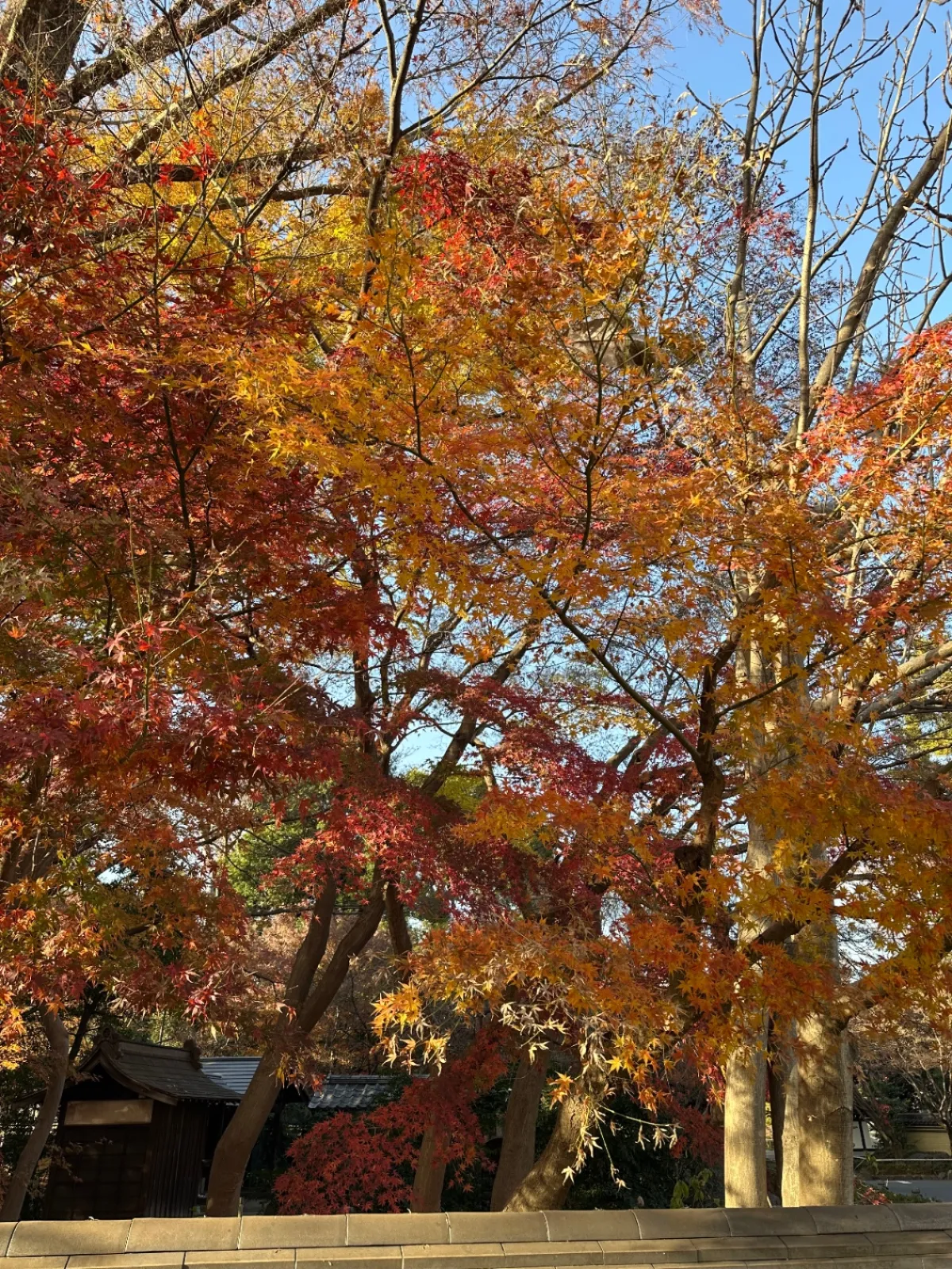 今日は天気がいいので紅葉が綺麗😍