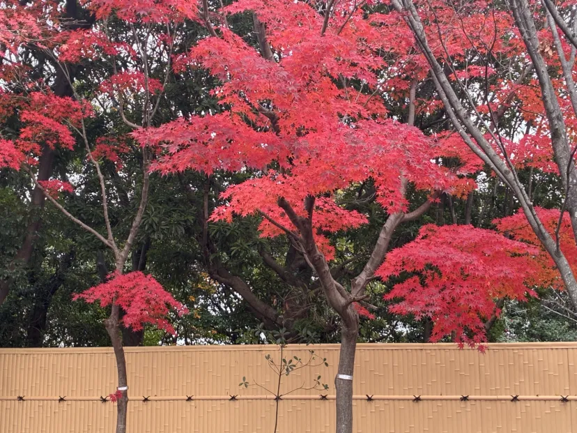 まだ綺麗な紅葉でした