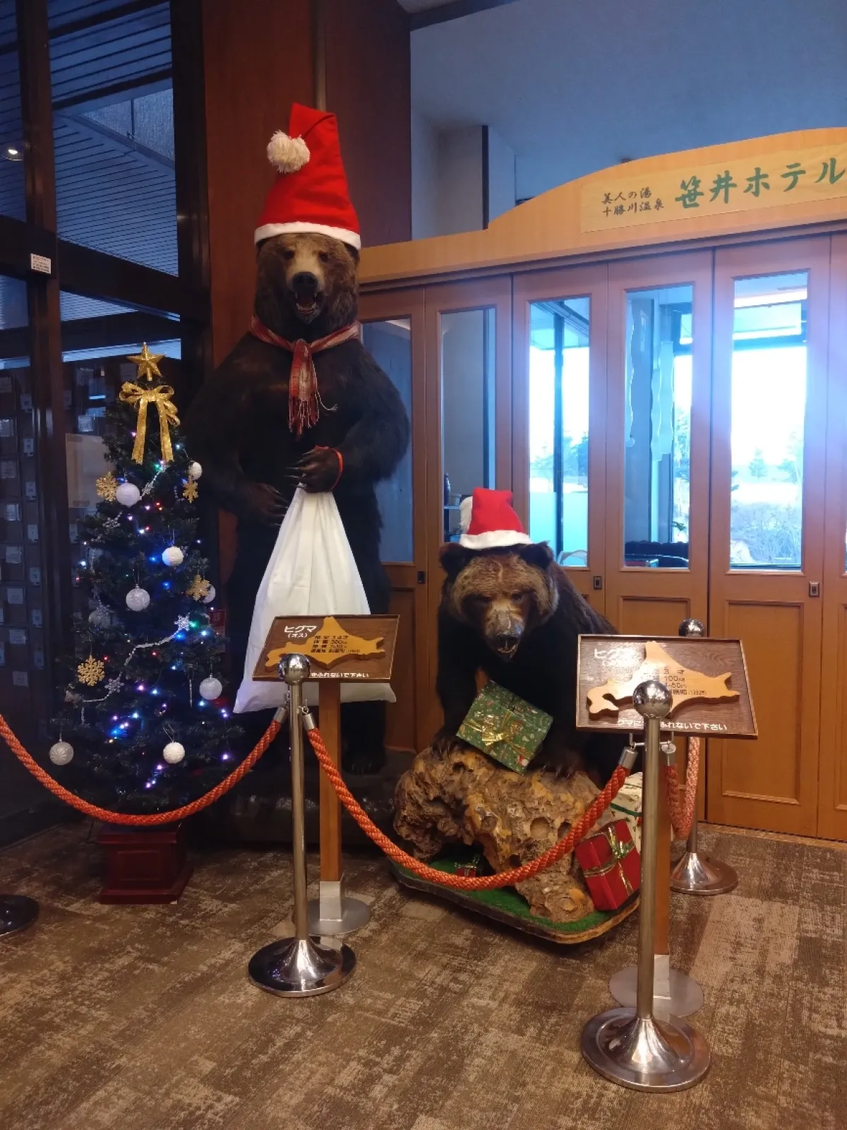 十勝川温泉内、笹井ホテルのロビーでは、剥製の羆が季節の装いでお出迎えしてくれます。
生身の羆は御免ですが、こちらの羆なら歓迎です。
ここのホテルは働いてる方の年齢が高めで落ち着いた接客をされているので、閑散期にのんびりと過ごしたい方におすすめです。