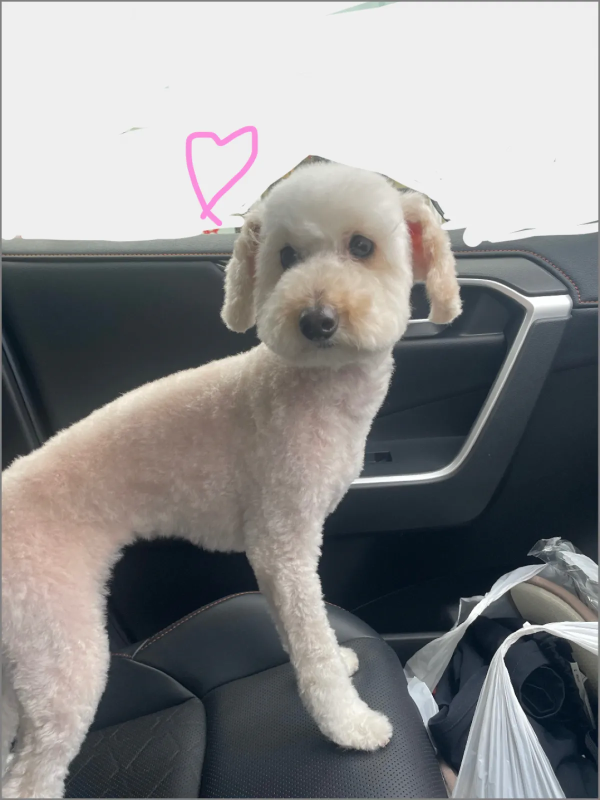我が子がトリミングなので送り迎え

待っている間久しぶりにいろいろ買い物を済ませて来ました
買ったのは掃除グッズ等でしたが、それでも買い物欲が満たせてハッピー