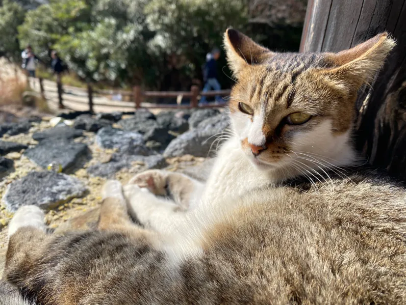 ねこちゃん❤︎